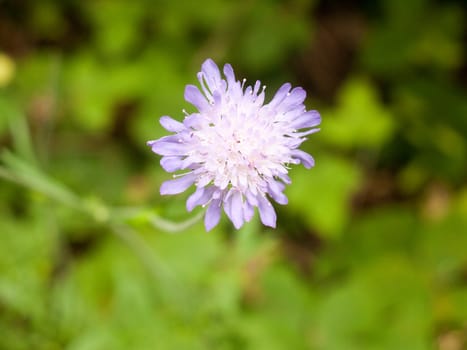 Field scabious (Knautia arvensis) Close up Isolated; Essex; UK