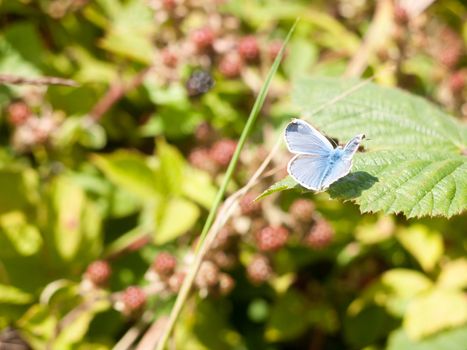Silver-Studded Blue Butterfly (Plebejus argus) On Leaf Full Wings; Essex; UK