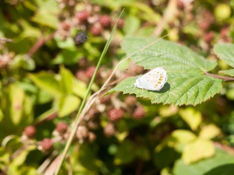 Silver-Studded Blue Butterfly (Plebejus argus) On Leaf; Essex; UK