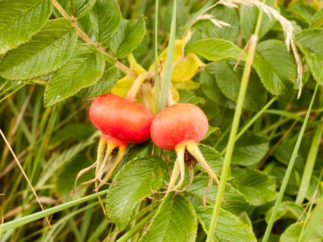 Two Growing Rosa rugosa Rose Hips Haws or Heps in Wild; Essex; UK