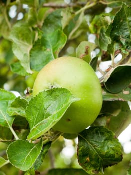 UK Cooking Apple Growing on Tree in Garden Close up; Essex; UK