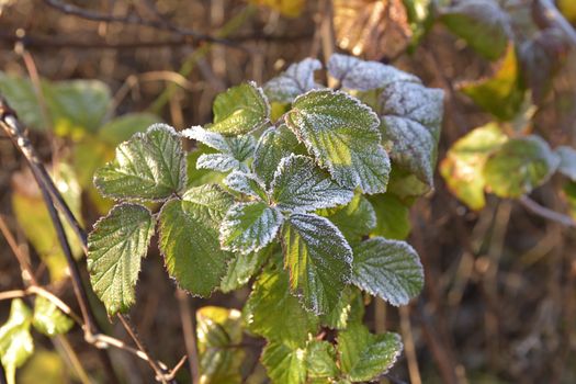 a plant with leaves covered by frost in winter