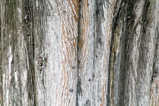 Horizontal photo grey texture of stem tree