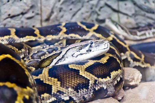 Photo of snake python in the midst of stones