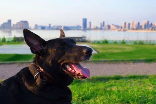 happy black dog with tongue in a city park