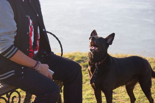 black dog looking on man, waiting for a command or a toy