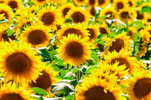 Picture of sunflower field