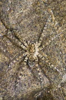 Image of River Huntress Spiders (Venatrix arenaris) on the rock. Insect Animal