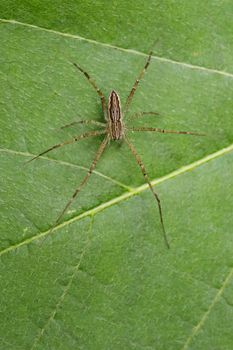 Image of Four-spotted Nursery Web Spider (Sphedanus quadrimaculata) on green leaves. Insect Animal