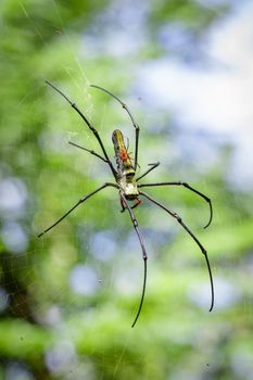 Image of Spider Nephila Maculata, Gaint Long-jawed Orb-weaver (female and male) in the net. Insect Animal