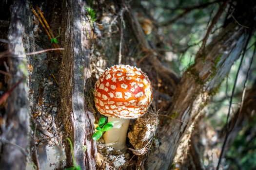 Amanita muscaria. fly agaric toadstool mushroom. Close-up view