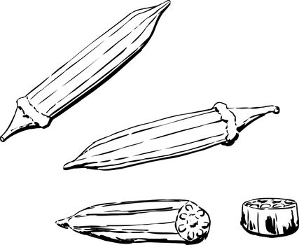 Outlined illustration of okra pod over white background