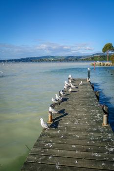 Seagulls on wooden pier landscape, Rotorua lake , New Zealand