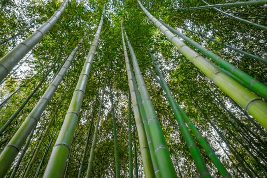 Arashiyama bamboo forest in Sagano, Kyoto, Japan