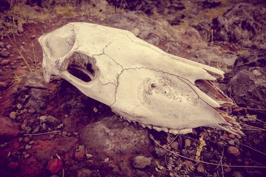 Horse skull and bones on easter island