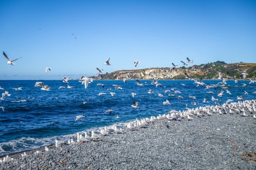 Seagulls flying on Kaikoura beach, New Zealand