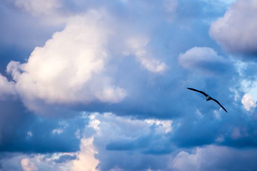 seagull flying high in the cloudy sky with high speed
