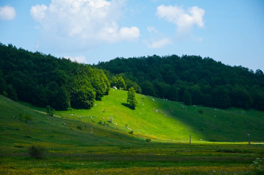 Tree lighten by the sun in the midle of the hill on the mountain Bjelasnica Bosnia and Herzegovina