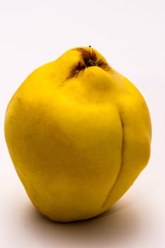 closeup shoot of the yellow and organic quince on the white background