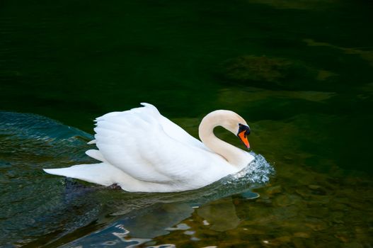 beautiful swan on the green water surface in the nature