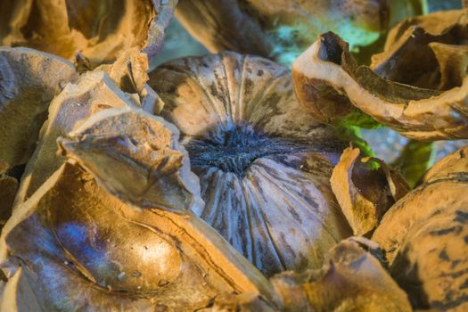 circassian walnut close-up macro photo of a healthy lifestyle