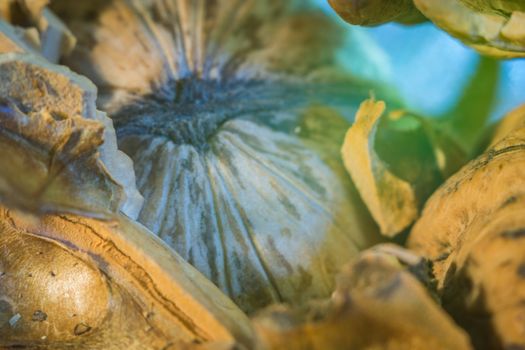 nuts large walnuts shell beautiful colors macro photos