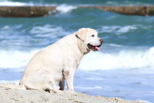 a yellow labrador playing at the sea in summer portrait