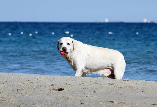 the yellow labradors running to the sea in summer