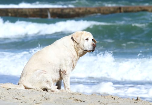 the yellow labrador playing at the sea in summer portrait