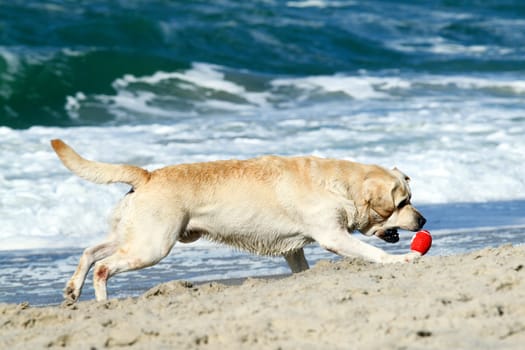 yellow labradors running to the sea in summer