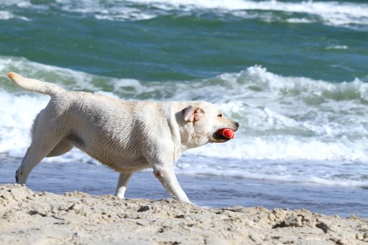 a yellow labradors running to the sea in summer