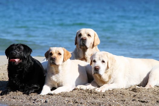 four labradors playing at the sea in summer portraits