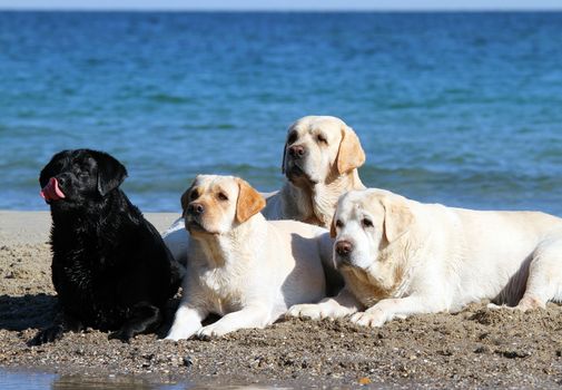 fou cute labradors playing at the sea in summer portraits