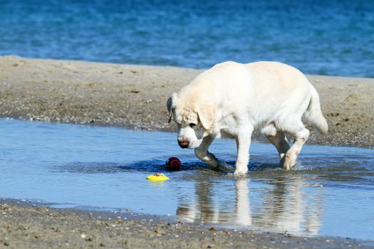 the yellow labrador playing at the sea in summer