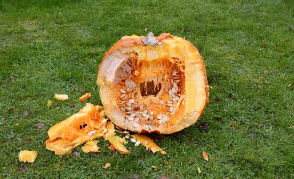 Cross-section of a large orange pumpkin, roughly cut open, spilling flesh and seeds onto grass