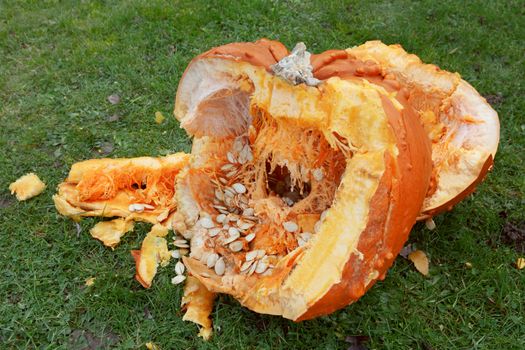 Roughly broken pumpkin pieces showing seeds and stringy flesh inside, spilled onto lawn