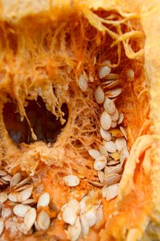 Inside of an orange pumpkin with stringy flesh and lots of large oval seeds
