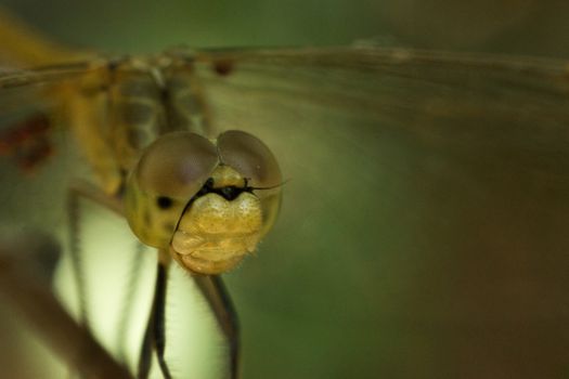 dragonfly close-up macro photo of the retina of the eye looks