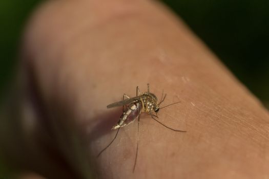 the mosquito drinks the blood of a cursed insect macro photo