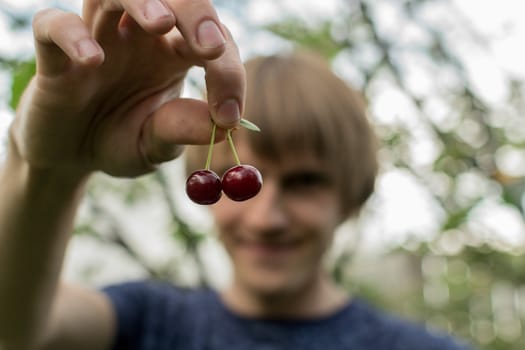 cherry in the hands of the harvest in the country a man holding a berry