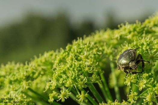 beetle on the plant macro photo of a green beetle looking into the camera