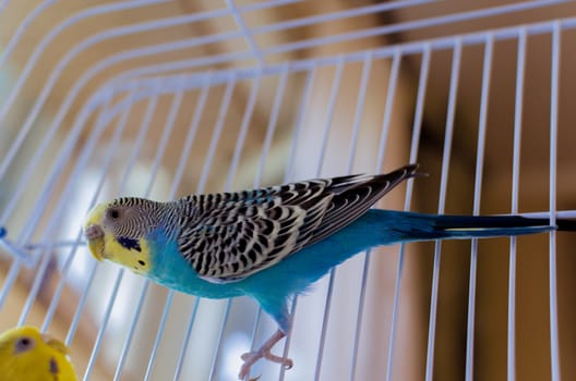 blue parrot bird sitting in a cage closeup looking at the camera