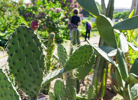 the cacti in the street amid people Botanical garden Saint Petersburg