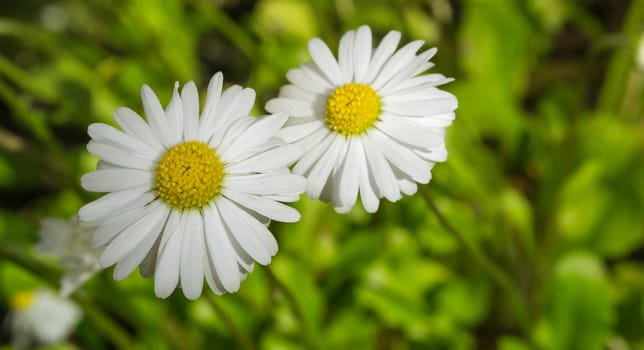 two daisies on a grass background two beautiful flower reach for the sun