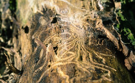 oak bark is damaged by insects damaged the tree, macro photo