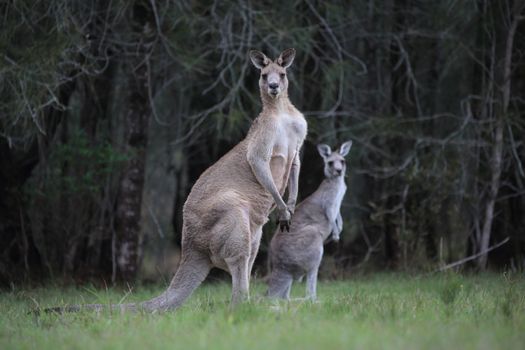 Two Eastern grey kangaroos with alert ears pricked in bushland in rural NSW