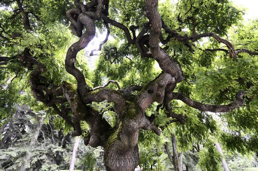 Old curvy scary green tree in the park