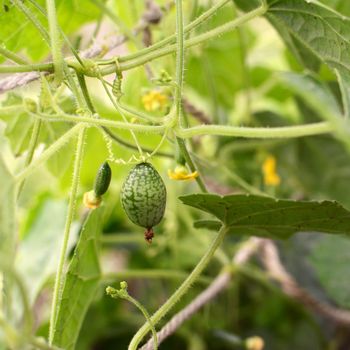 Grape-size cucamelon fruit hanging from melothria scabra vine among tendrils and leaves