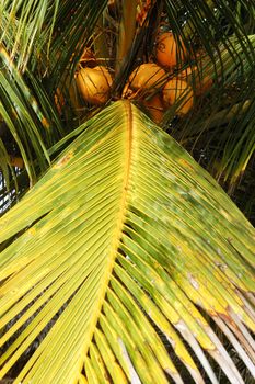 Beautiful green palm tree on summer day