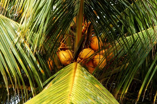 Beautiful green palm tree on summer day